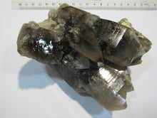 Laden Sie das Bild in den Galerie-Viewer, Rauchquarz Kristall Bündel Stufe mit Chlorit 12cm Sedrun Graubünden, Schweiz
