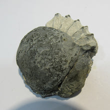 Laden Sie das Bild in den Galerie-Viewer, Ammonit Pleuroceras Lias Kalk mit Deckel 5cm Buttenheim, Deutschland