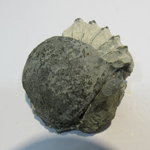Ammonit Pleuroceras Lias Kalk mit Deckel 5cm Buttenheim, Deutschland