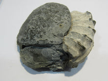 Laden Sie das Bild in den Galerie-Viewer, Ammonit Pleuroceras Lias Kalk mit Deckel 5cm Buttenheim, Deutschland