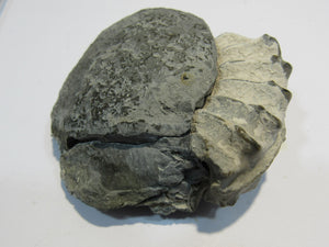 Ammonit Pleuroceras Lias Kalk mit Deckel 5cm Buttenheim, Deutschland