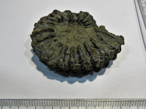 Ammonit Pleuroceras spinatum Pyrit Malm R-M-D Kanal Mühlhausen, Deutschland