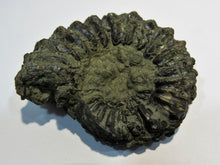 Laden Sie das Bild in den Galerie-Viewer, Ammonit Pleuroceras spinatum Pyrit Malm R-M-D Kanal Mühlhausen, Deutschland