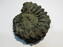 Laden Sie das Bild in den Galerie-Viewer, Ammonit Pleuroceras spinatum Pyrit Malm R-M-D Kanal Mühlhausen, Deutschland
