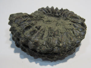 Ammonit Pleuroceras spinatum Pyrit Malm R-M-D Kanal Mühlhausen, Deutschland