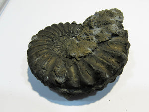 Ammonit Pleuroceras spinatum Pyrit Malm 6,3cm Kanal Mühlhausen, Deutschland