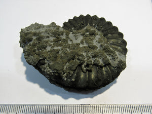 Ammonit Pleuroceras spinatum Pyrit Malm 6,3cm Kanal Mühlhausen, Deutschland