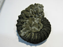 Laden Sie das Bild in den Galerie-Viewer, Ammonit Pleuroceras spinatum Pyrit Malm 6,3cm Kanal Mühlhausen, Deutschland