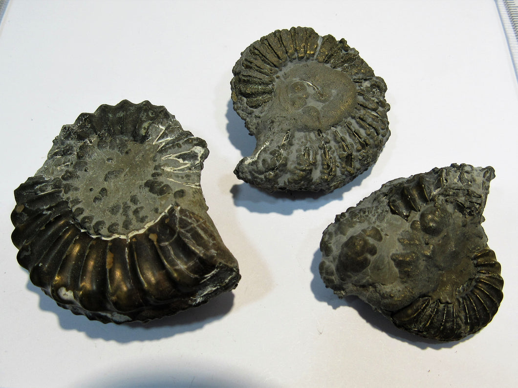 Ammonit Los 3 Stk. Pyrit- Pleuroceren 4-5,3cm Buttenheim, Deutschland