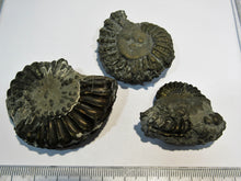 Laden Sie das Bild in den Galerie-Viewer, Ammonit Los 3 Stk. Pyrit- Pleuroceren 4-5,3cm Buttenheim, Deutschland