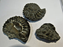 Laden Sie das Bild in den Galerie-Viewer, Ammonit Los 3 Stk. Pyrit- Pleuroceren 4-5,3cm Buttenheim, Deutschland