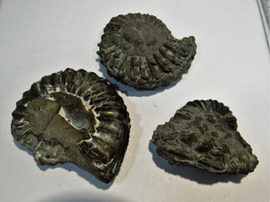 Ammonit Los 3 Stk. Pyrit- Pleuroceren 4-5,3cm Buttenheim, Deutschland