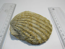 Laden Sie das Bild in den Galerie-Viewer, Muschel Jakobsmuschel Mollusce pelecypod 8cm Bajoc Jura Bayeux, Frankreich