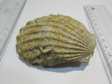 Laden Sie das Bild in den Galerie-Viewer, Muschel Jakobsmuschel Mollusce pelecypod 8cm Bajoc Jura Bayeux, Frankreich