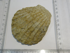 Muschel Jakobsmuschel Mollusce pelecypod 8cm Bajoc Jura Bayeux, Frankreich