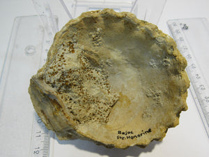Muschel Jakobsmuschel Mollusce pelecypod 8cm Bajoc Jura Bayeux, Frankreich