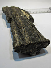 Laden Sie das Bild in den Galerie-Viewer, Holz fossiles Holz Kieselholz mit Rauchquarz Morion 520g Kalifornien, USA