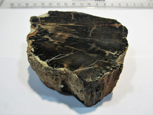 Holz fossil Kieselholz einseitig geschnitten poliert Jura Kilianstädten, Deutschland
