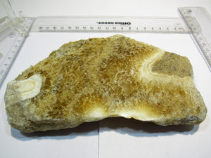 Calcit Honigcalcit Sinterkalk Kristallscheibe poliert 16cm Rüssingen Pfalz, Deutschland
