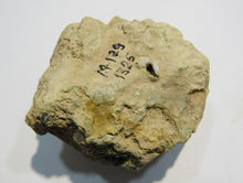 Laden Sie das Bild in den Galerie-Viewer, Rauchquarz Morion in Adular Orthoklas xx 6cm Matrix Galenstock Wallis, Schweiz