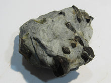 Laden Sie das Bild in den Galerie-Viewer, Granat Almandin dunkel rote Kristalle in Matrix 7cm Zillertal Nord-Tirol, Österreich
