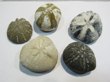 Laden Sie das Bild in den Galerie-Viewer, Seeigel fossil 5 Stk Galerites + Micraster Kreide Flint 380g Cap Blanc Nez, Frankreich