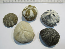 Laden Sie das Bild in den Galerie-Viewer, Seeigel fossil 5 Stk Galerites + Micraster Kreide Flint 380g Cap Blanc Nez, Frankreich