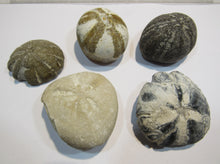 Laden Sie das Bild in den Galerie-Viewer, Seeigel fossil 5 Stk Galerites + Micraster Kreide Flint 380g Cap Blanc Nez, Frankreich