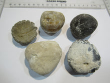 Laden Sie das Bild in den Galerie-Viewer, Seeigel fossil 5 Stk Galerites + Micraster Kreide Flint 380g Cap Blanc Nez, Frankreich