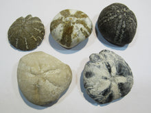Laden Sie das Bild in den Galerie-Viewer, Seeigel fossil 5 Stk Galerites + Micraster Kreide Flint 380g Cap Blanc Nez, Frankreich