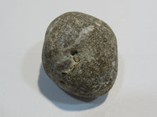 Laden Sie das Bild in den Galerie-Viewer, Klapperstein sehr laut Flint Hohlstein +Schwamm 4cm Kreide Normandie, Frankreich