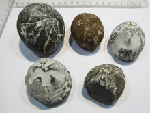 Laden Sie das Bild in den Galerie-Viewer, Seeigel fossil 5 Stk Galerites bis 6cm Kreide Flint 650g Cap Blanc Nez, Frankreich