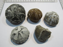 Laden Sie das Bild in den Galerie-Viewer, Seeigel fossil 5 Stk Galerites bis 6cm Kreide Flint 650g Cap Blanc Nez, Frankreich