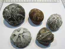 Laden Sie das Bild in den Galerie-Viewer, Seeigel fossil 5 Stk Galerites bis 6cm Kreide Flint 650g Cap Blanc Nez, Frankreich
