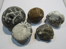 Laden Sie das Bild in den Galerie-Viewer, Seeigel fossil 5 Stk Galerites bis 6cm Kreide Flint 650g Cap Blanc Nez, Frankreich