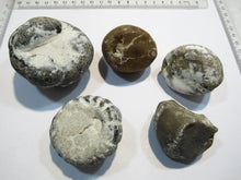 Laden Sie das Bild in den Galerie-Viewer, Seeigel fossil 5 Stk Galerites bis 6cm Kreide Flint 650g Cap Blanc Nez, Frankreich