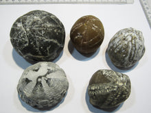 Laden Sie das Bild in den Galerie-Viewer, Seeigel fossil 5 Stk Galerites bis 6cm Kreide Flint 650g Cap Blanc Nez, Frankreich