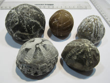 Laden Sie das Bild in den Galerie-Viewer, Seeigel fossil 5 Stk Galerites bis 6cm Kreide Flint 650g Cap Blanc Nez, Frankreich