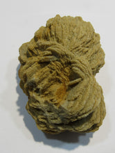 Laden Sie das Bild in den Galerie-Viewer, Baryt Schwimmer Sandrose Schwerspat 7cm Rockenberg, Deutschland