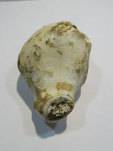 Laden Sie das Bild in den Galerie-Viewer, Klapperstein laut Dm5x8cm weiß braun Flint Schwamm Kreide Normandie, Frankreich