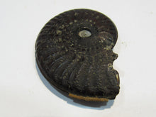 Laden Sie das Bild in den Galerie-Viewer, Pyrit Ammonit Pleuroceras flach mit Lobenlinien 43mm Jura Malm, Schweiz