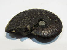 Laden Sie das Bild in den Galerie-Viewer, Pyrit Ammonit Pleuroceras flach mit Lobenlinien 43mm Jura Malm, Schweiz