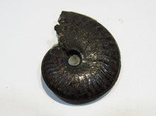 Laden Sie das Bild in den Galerie-Viewer, Pyrit Ammonit Pleuroceras flach mit Lobenlinien 43mm Jura Malm, Schweiz