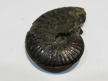 Laden Sie das Bild in den Galerie-Viewer, Pyrit Ammonit Pleuroceras flach mit Lobenlinien 43mm Jura Malm, Schweiz