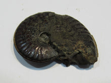 Laden Sie das Bild in den Galerie-Viewer, Pyrit Ammonit Pleuroceras flach mit Lobenlinien 43mm Jura Malm, Schweiz