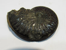 Laden Sie das Bild in den Galerie-Viewer, Pyrit Ammonit Pleuroceras flach mit Lobenlinien 43mm Jura Malm, Schweiz