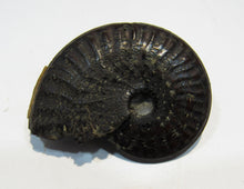 Laden Sie das Bild in den Galerie-Viewer, Pyrit Ammonit Pleuroceras flach mit Lobenlinien 43mm Jura Malm, Schweiz