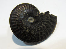 Laden Sie das Bild in den Galerie-Viewer, Pyrit Ammonit Pleuroceras flach mit Lobenlinien 43mm Jura Malm, Schweiz