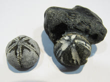 Laden Sie das Bild in den Galerie-Viewer, Seeigel fossil 2 Stk. Galerites mit Flint und solo 2,5 / 5cm Kreide Rügen, Deutschland