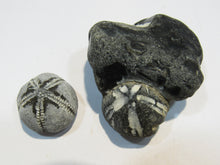 Laden Sie das Bild in den Galerie-Viewer, Seeigel fossil 2 Stk. Galerites mit Flint und solo 2,5 / 5cm Kreide Rügen, Deutschland